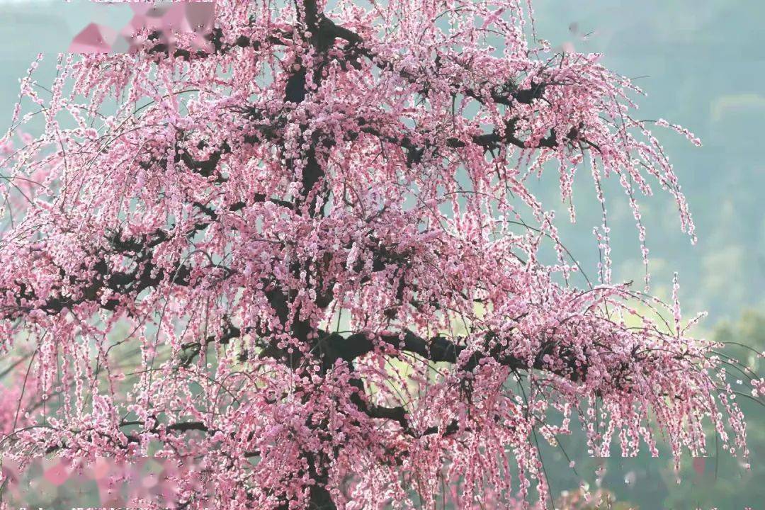 垂枝梅树势强壮,自然下垂,树姿美观.