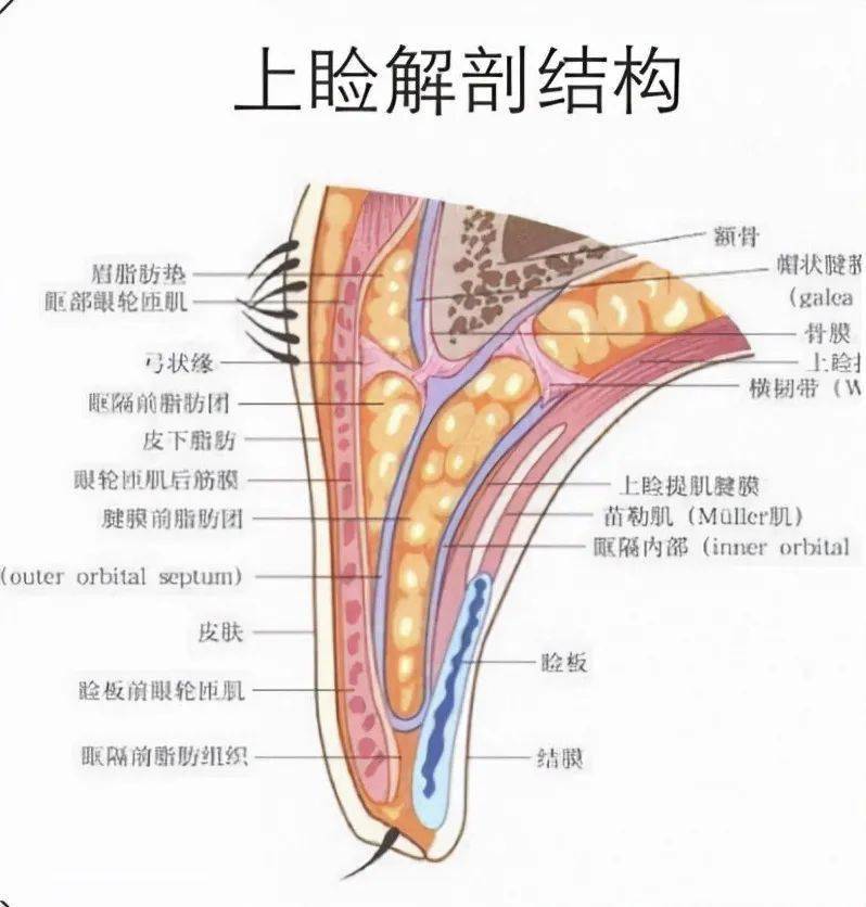 阿然找到了一张上眼睑(上眼帘)的解剖图,如下图所示:上眼睑的生理结构