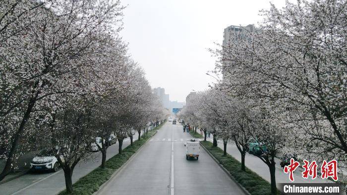 东坡区|四川眉山：街道樱花盛开民众乐享春光