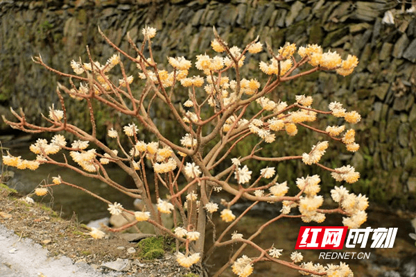 枝条|组图丨绥宁：“爱情树”结香花开 邂逅浪漫春天