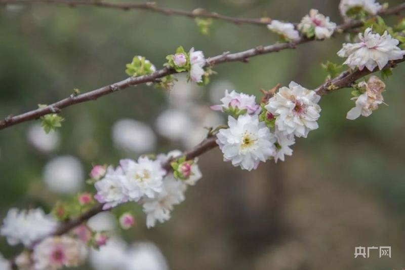 图集|【图集】繁花似锦！广东肇庆多片花海浪漫绽放