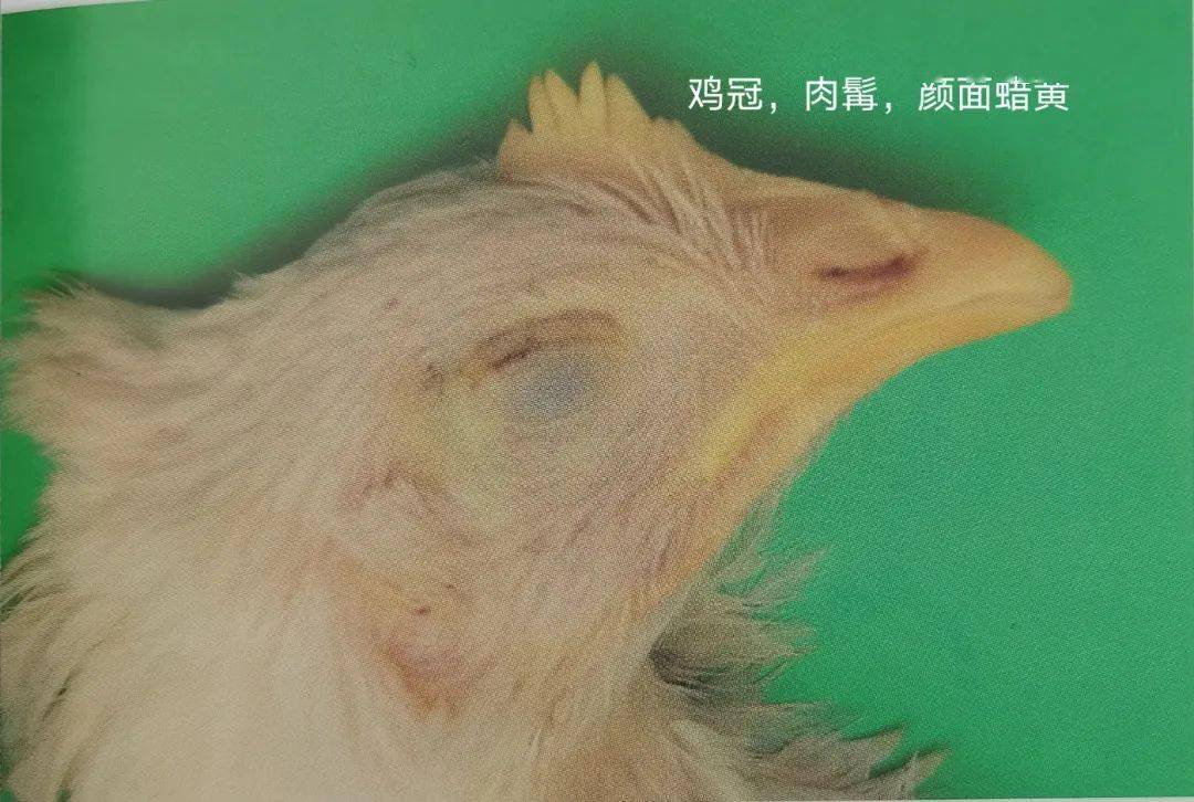 鸡传染性法氏囊病症状图片
