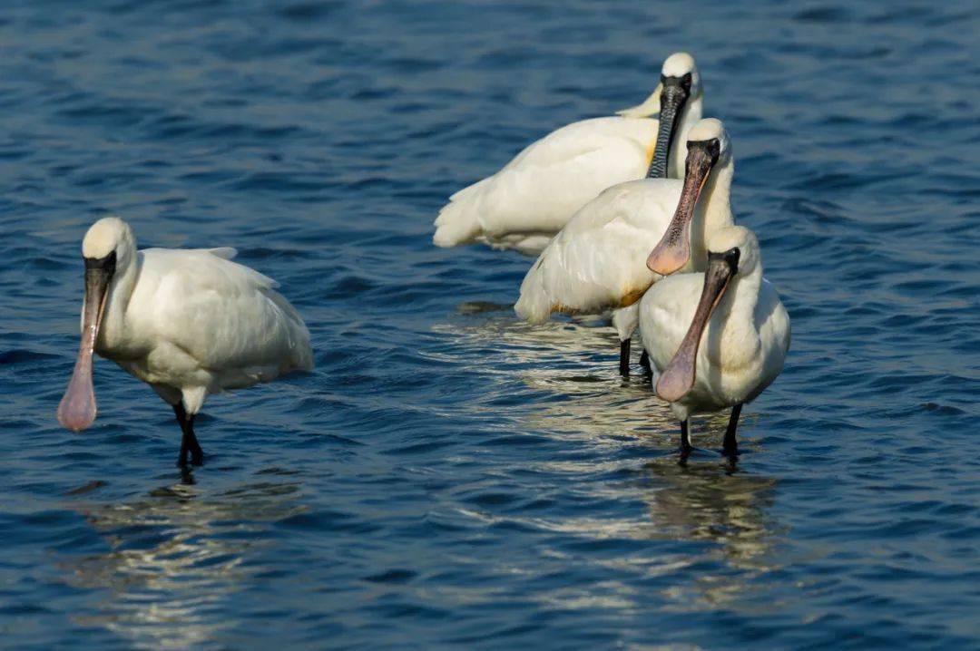 与绿色同行 │ 感受路氹城生态保护区之美_澳门_湿地_大自然