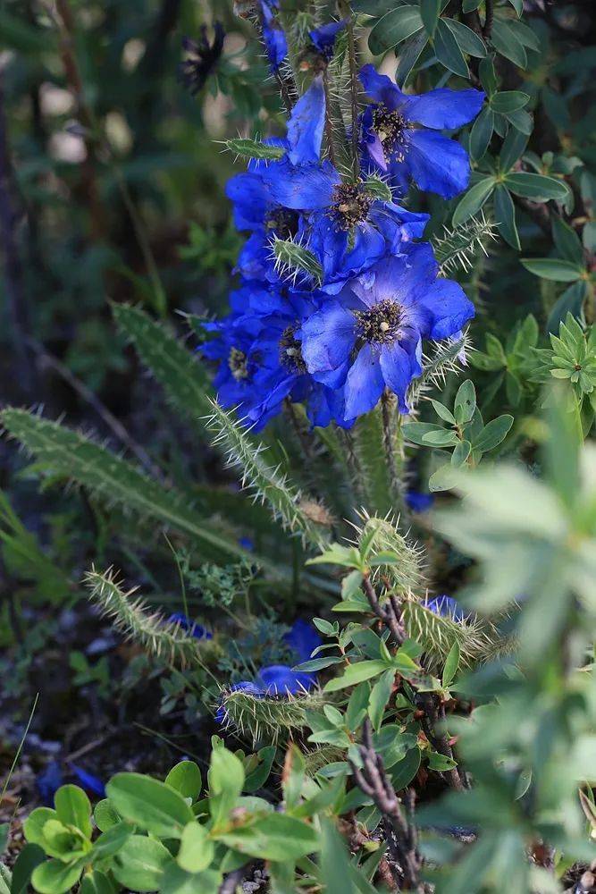 在这次专门为花而去的旅行中,我见到了更多的绿绒蒿,分别为川西绿绒蒿