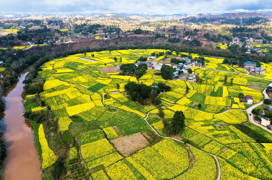 四周被河水环绕的仁寿青岗"菜花坞",中间被四四方方的油菜花犹如一幅