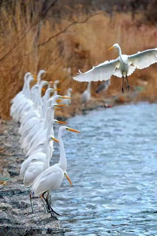 记者眼中的汾河美景一行白鹭上青天