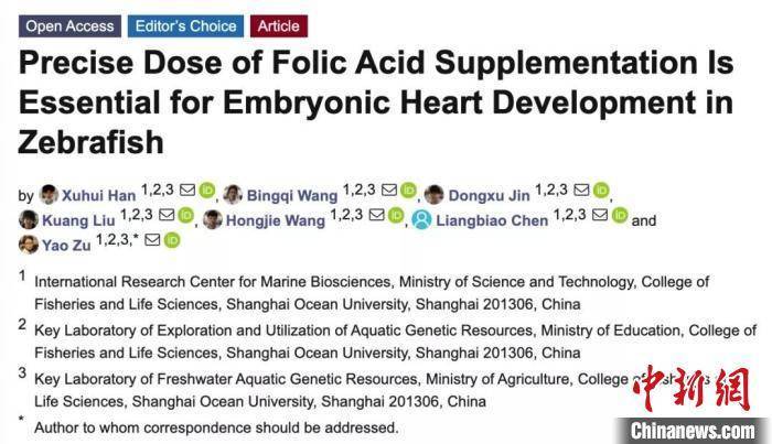 代谢|沪科研团队：过量补充叶酸或叶酸代谢不足对生物体早期发育有负面作用