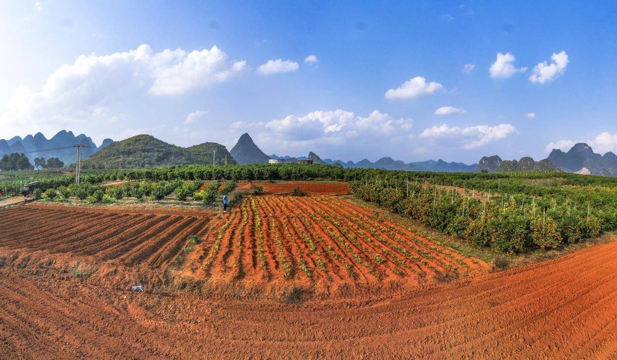广西平乐:万亩红土地 葛根春种忙_种植_王战飞_平乐县