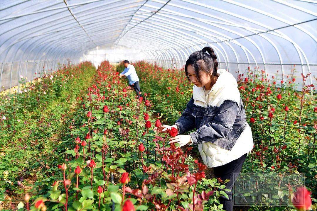 向日葵等10餘種60餘萬盆花卉還有鬱金香,玫瑰,非洲菊,這裡種植了五十