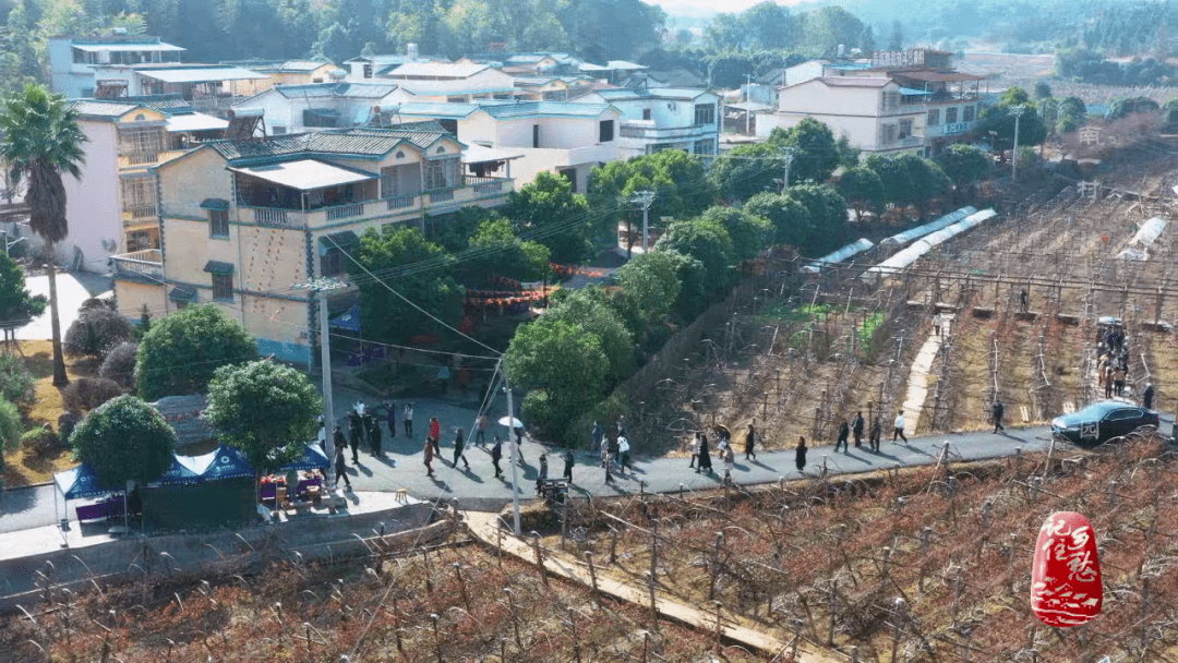 来湘江水畔桂北古村,看小小葡萄如何带动村庄致富_南一村_村民_种植