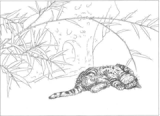 素材 | 邢诚爱工笔画猫专辑 白描作品图都有 请收藏