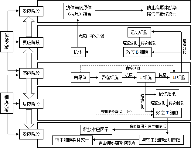 高中生物免疫调节图解图片