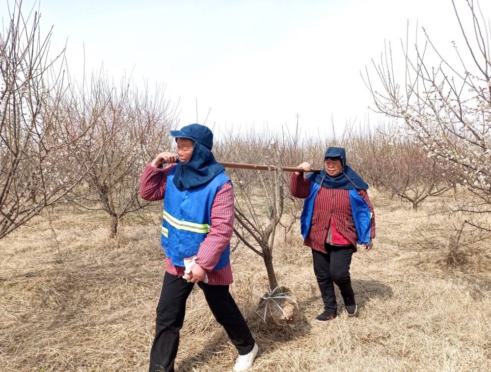 一年之计在于春"梅花源"内好春光_销售_花田_树苗