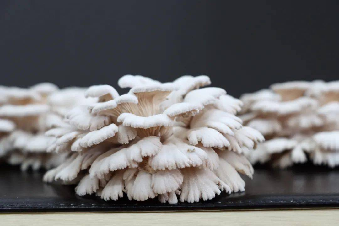 小小白参菇,鼓起群众"钱袋子"_就业_该公司_周边