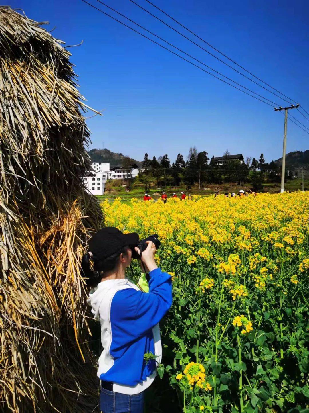 在阳光明媚的田间地头,在绿意盎然的林间小路,在明艳绽放的油菜花海