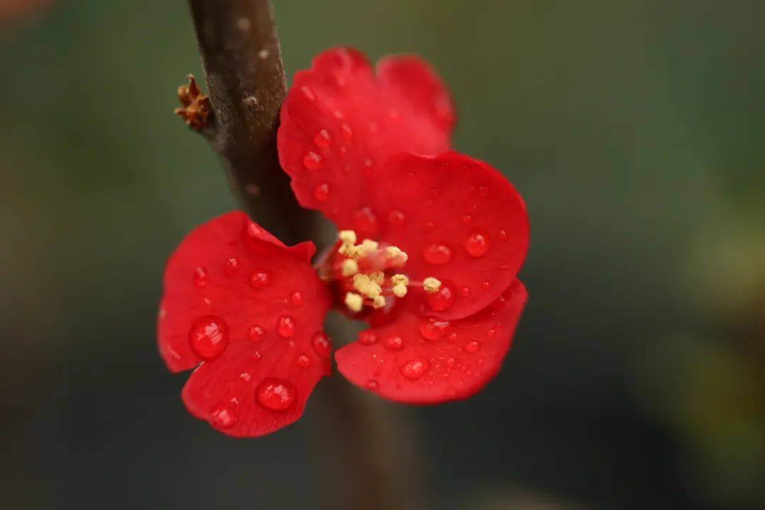 花海|春日花海说开就开，这波浪漫送给如花的你！