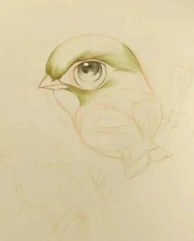 小鸟眼睛怎么画图片