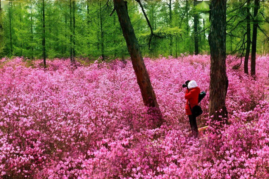 你笑起来真好看像春天的花一样