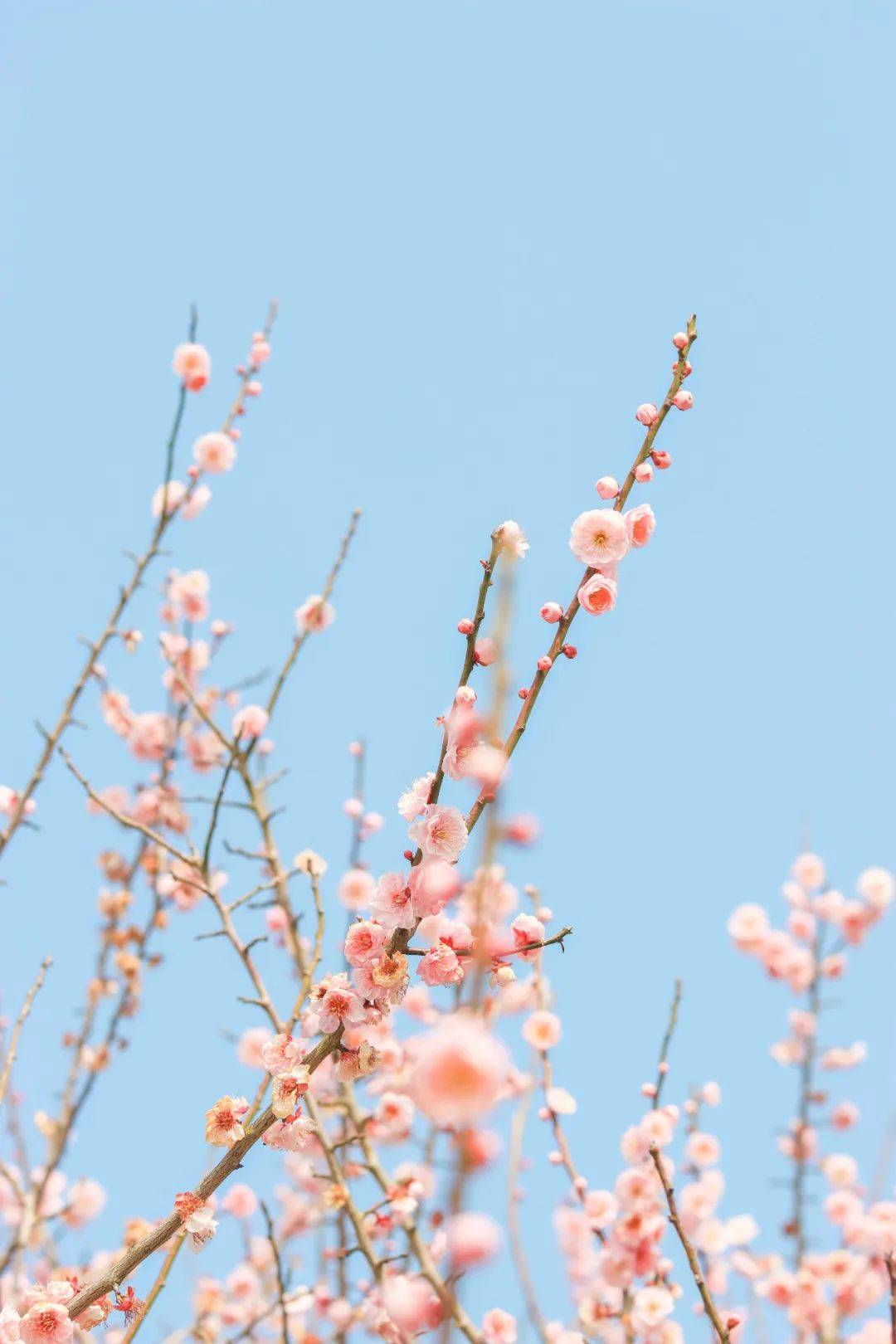 花海|春日花海说开就开，这波浪漫送给如花的你！