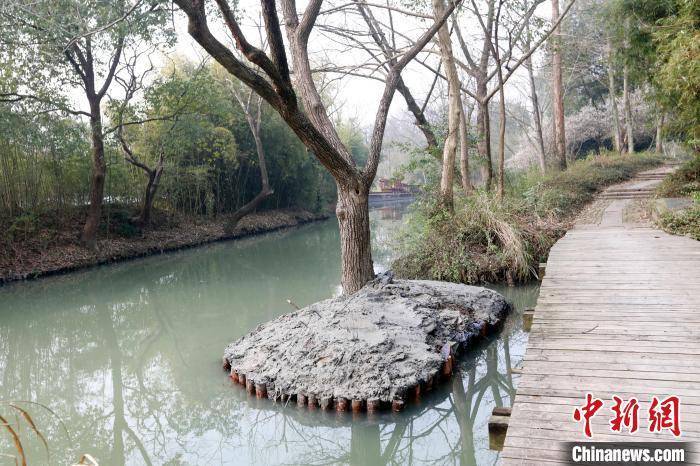浙江西溪湿地施展"驻颜术" 3000余根松木桩护岸固堤_加固_河岸_淤泥