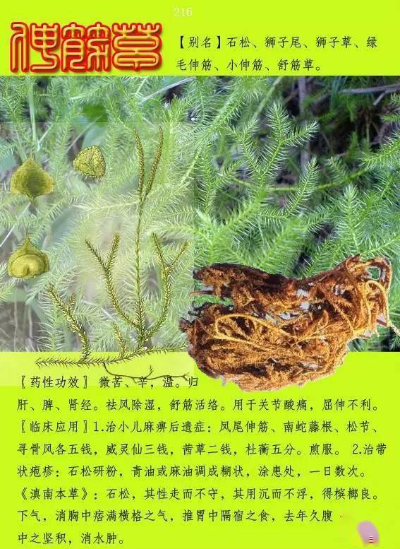 300种常见中草药图谱含功能主治