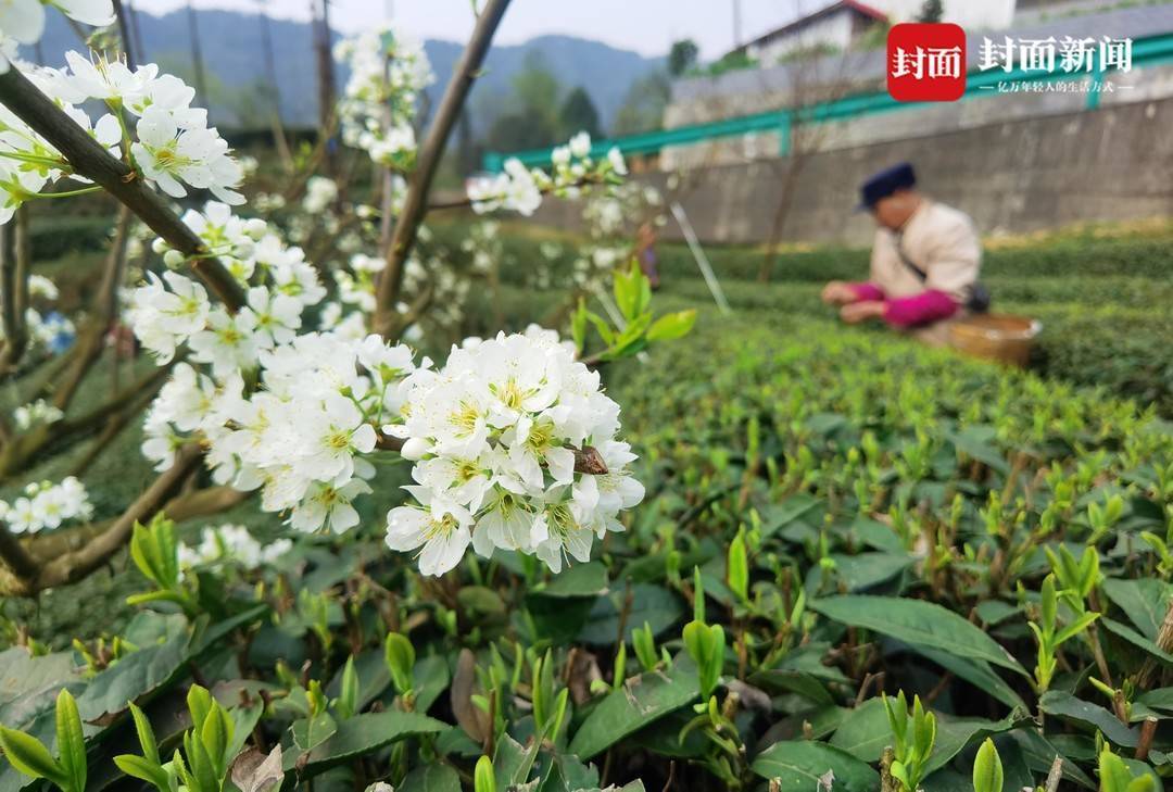 独芽鲜叶每斤破百元四川宜宾屏山茶园就是 绿色银行 茶叶 发展 钟永清