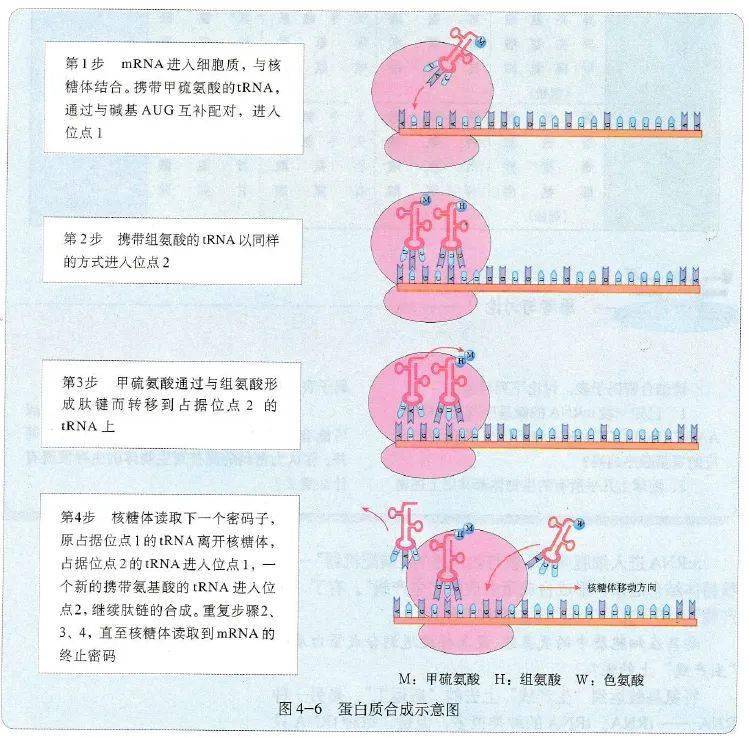 高中生物必修课本中的重要生化过程图解,高清!