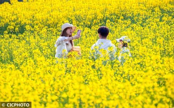 社区|重庆南川：油菜花开“醉”客来