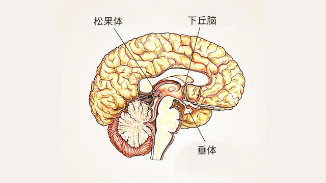 垂体位于脑部下丘脑下部的垂体窝内,是人体最重要的内分泌腺,垂体的前