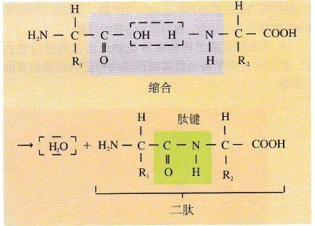 高中生物必修课本中的重要生化过程图解高清