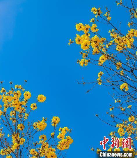 生活|提升“赏花经济”体验感 首届大湾区黄花风铃生活周广州启动