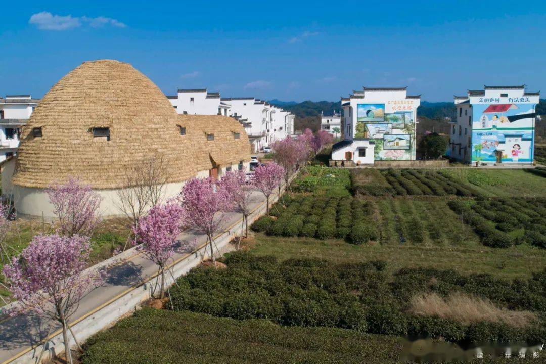 限定版樱花,在那里待你寻香而来……_石门村_上饶_许可