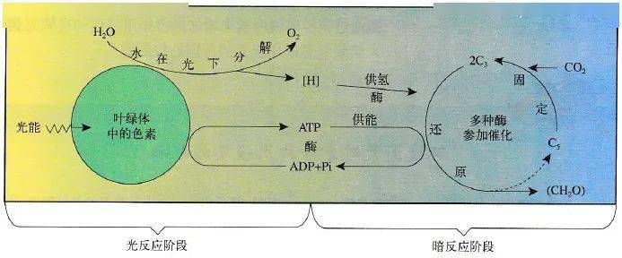 無氧呼吸過程有氧呼吸過程圖解酶促反應過程豚鼠胰腺腺泡細胞分泌蛋白