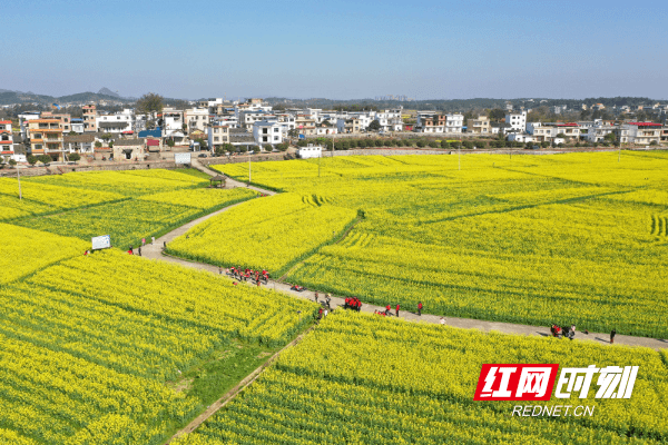 两河口|湖南道县：游花海 享春光（组图）