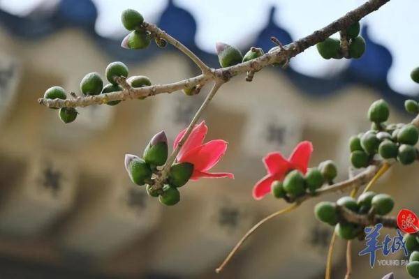 广州|“木棉花开，冬不再来”