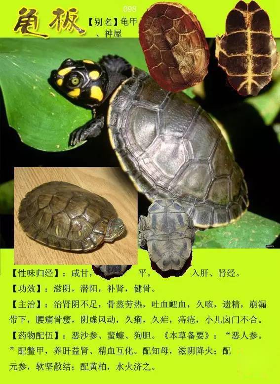 300种常见中草药图谱含功能主治