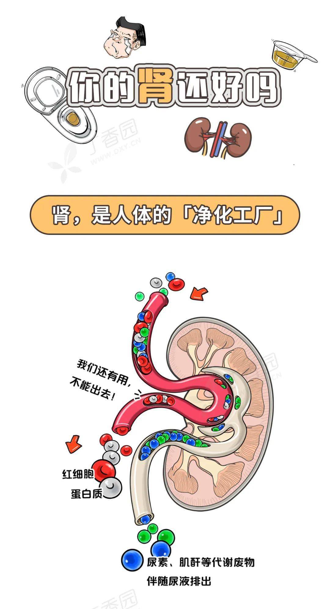 世界肾脏日如何保护好你的肾看这张图就够了