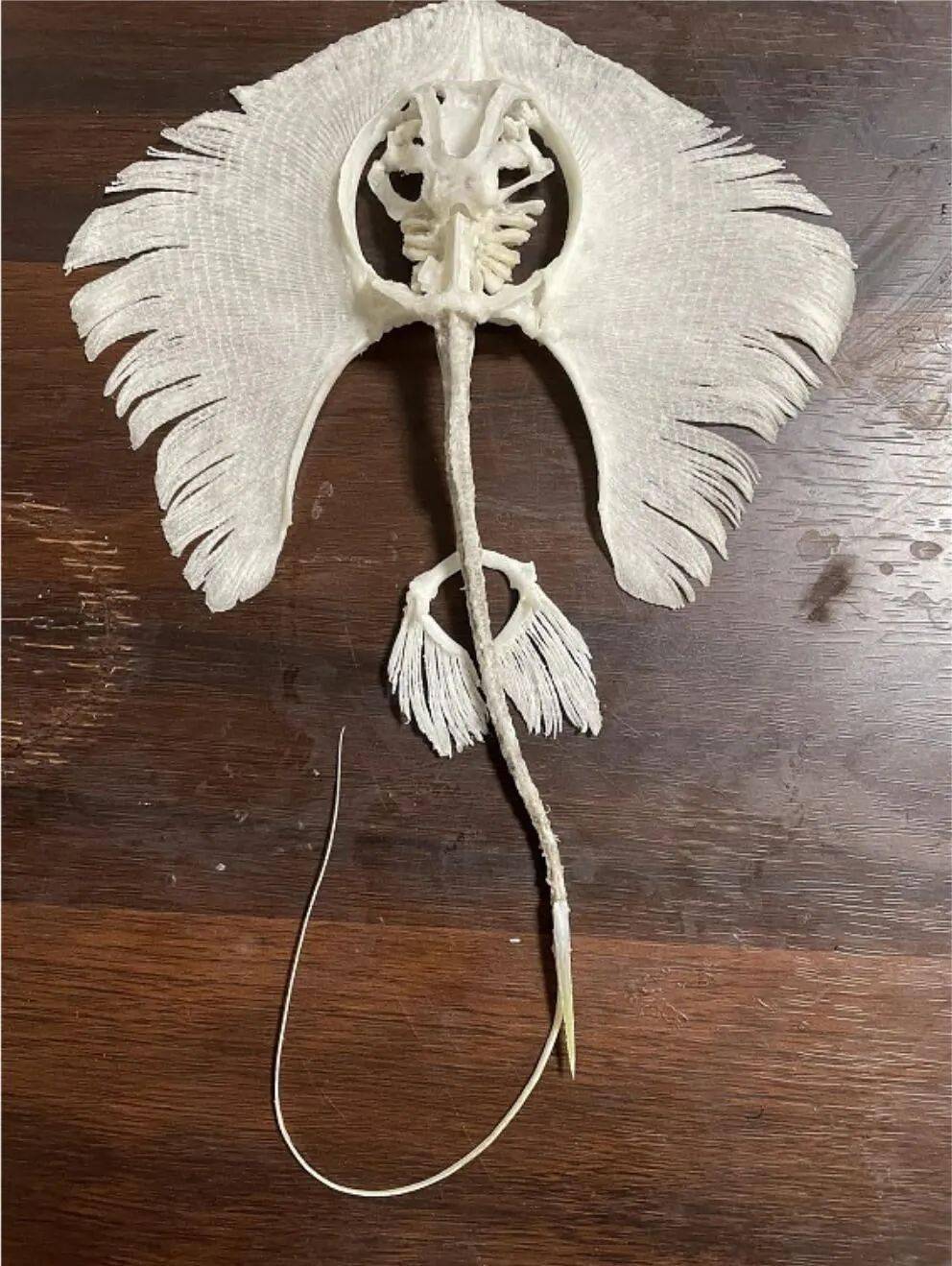 熊齿兽腕龙泰坦鸟始祖鸟三角龙矛颌翼龙雷神翼龙狼蜥兽巨猿剑角龙棘龙