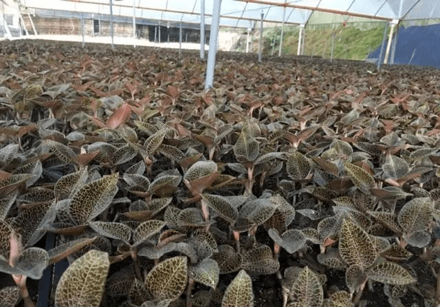 金线莲_缴费_投资