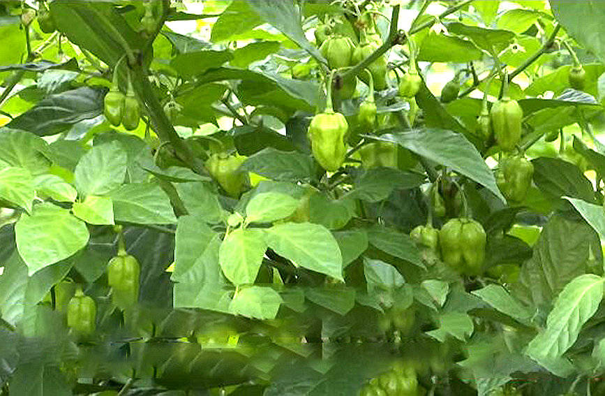 在黄灯笼辣椒种植基地,一株株黄灯笼辣椒长势喜人.