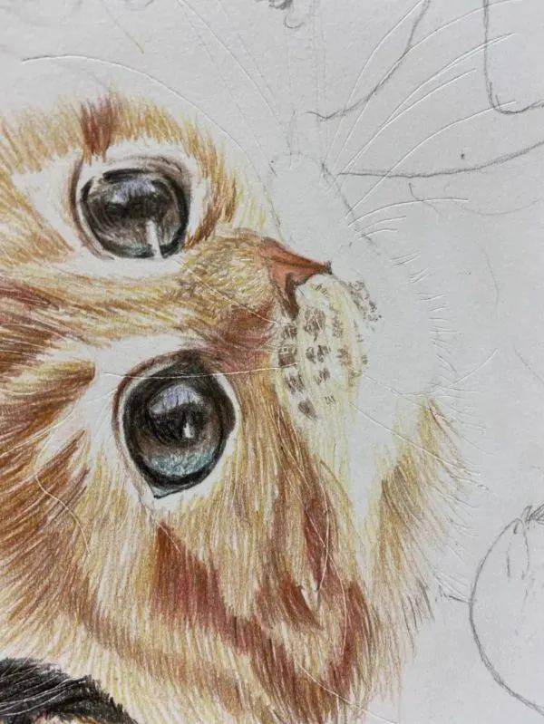 彩铅教程:可爱的小猫画法步骤!