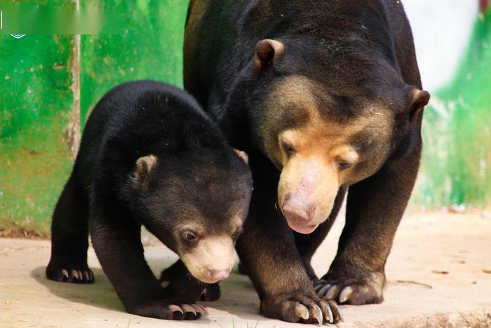 比大熊猫还濒危济野成功繁育一只马来熊