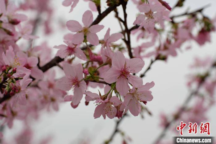 柳州|广西柳州近百亩樱花盛开 游客沉浸于“粉色浪漫”之中