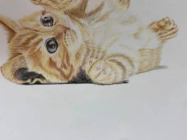 彩铅教程:可爱的小猫画法步骤!