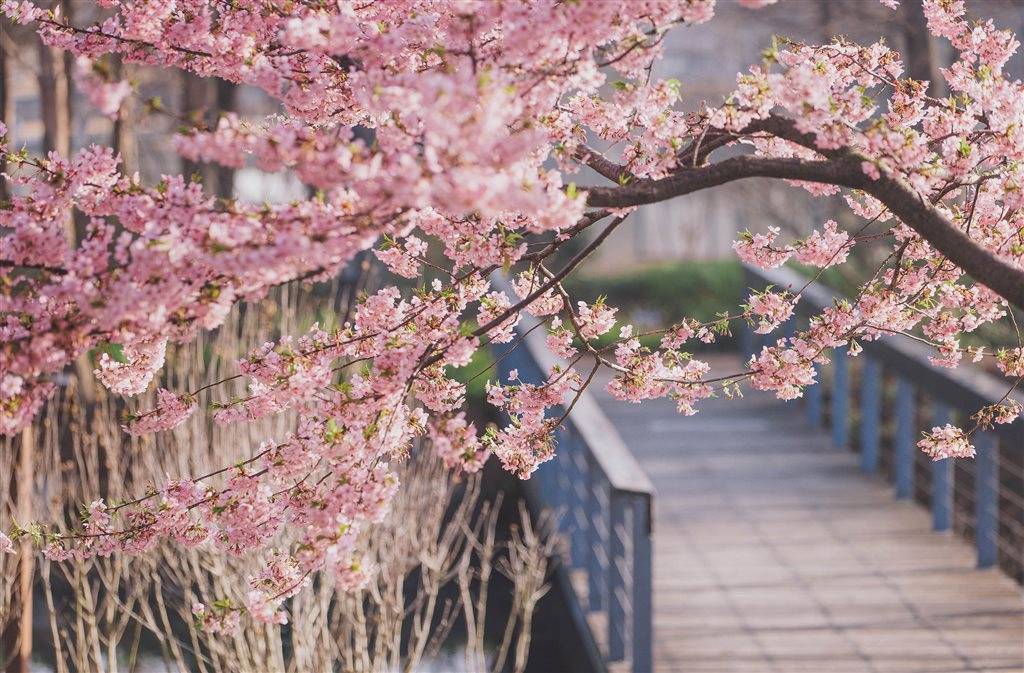 大道|上海辰山植物园河津樱大道迎来盛花期