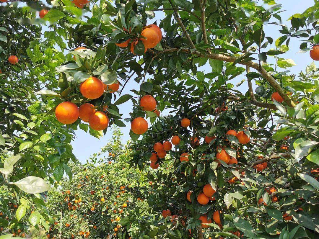 资中晚熟血橙上市紫摇红血橙品牌受客商青睐