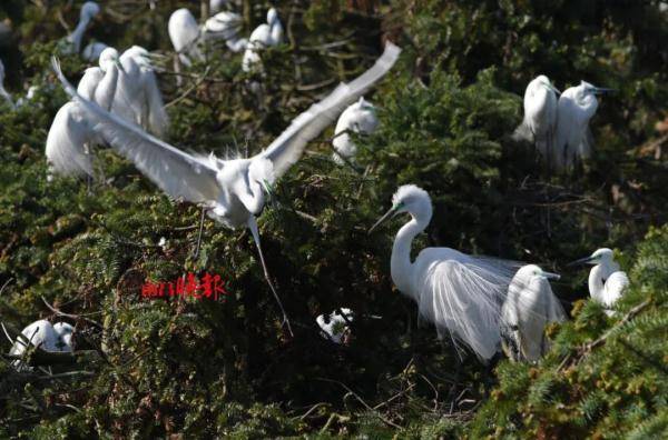 鹭鸟|刚刚！珍贵画面传出！就在南昌这里…