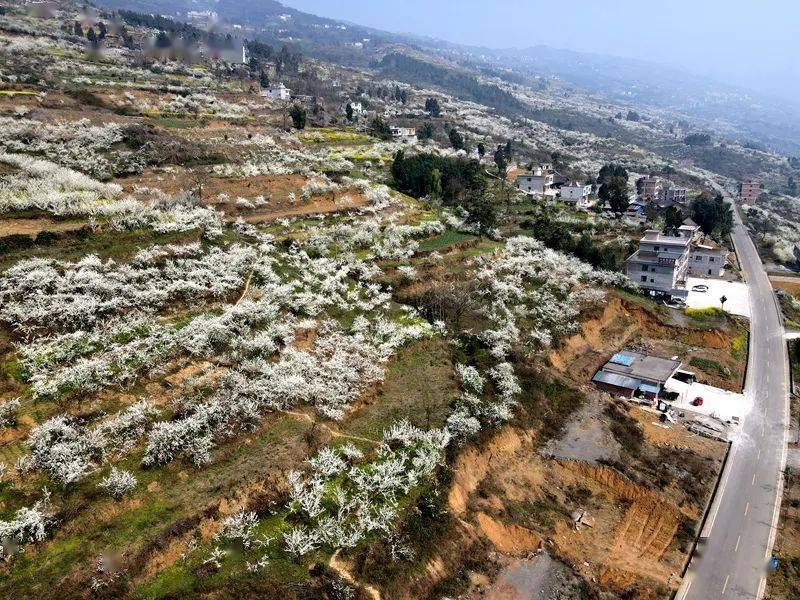 乌蒙花海图片