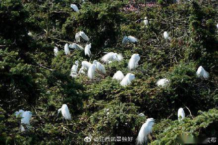 季节|南昌鹭鸟回巢春意浓