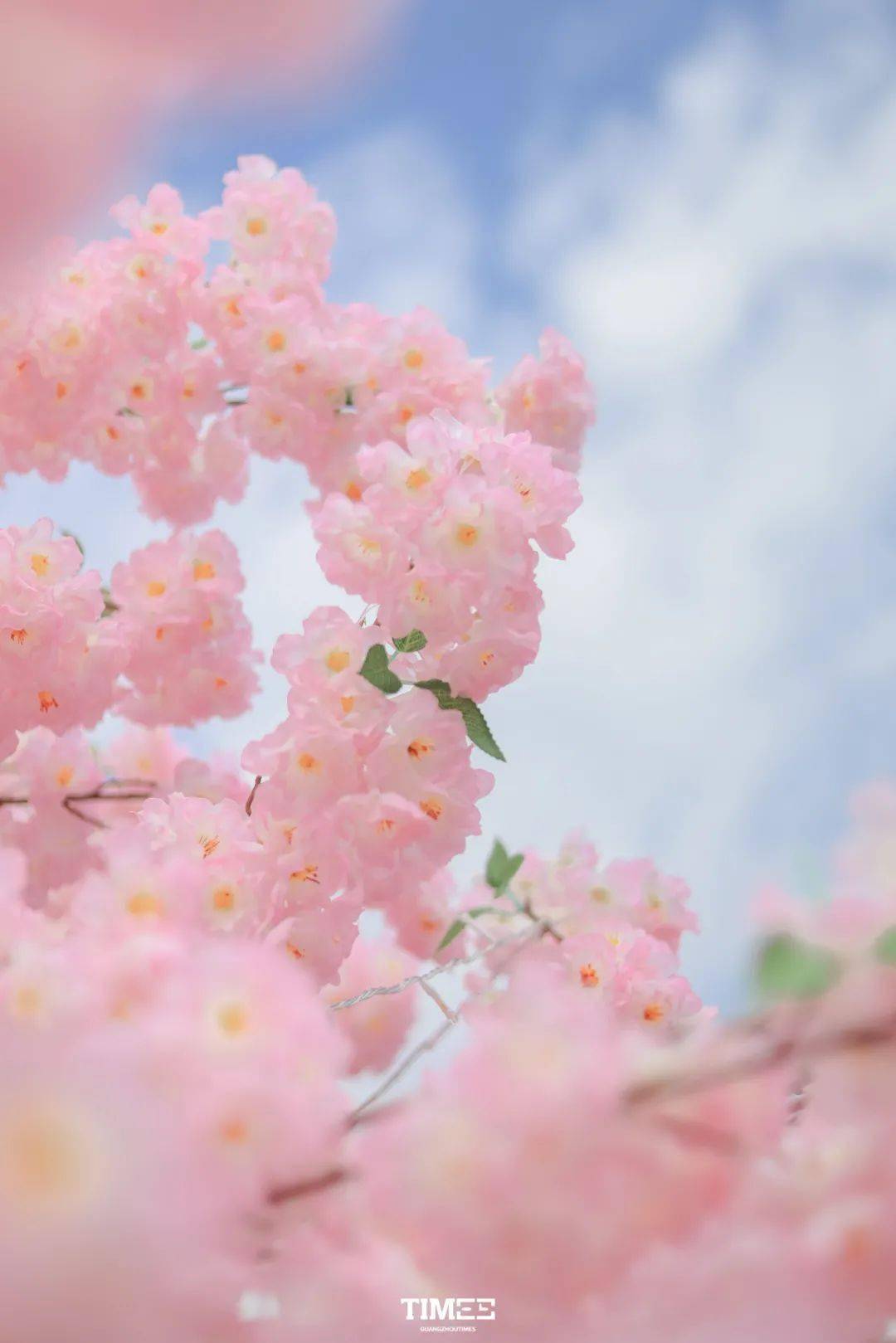 春日的天环,连空气都是粉色的!_樱花_广州_广场